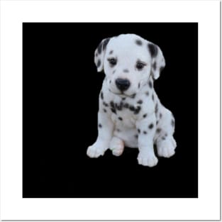 Cute puppy will white spots Posters and Art